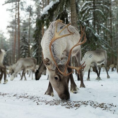 Authentic Reindeer Farm Experience in Rovaniemi