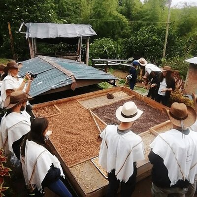 Private Tour to Coffee Farm (farm of your choice)