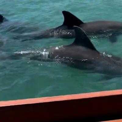 Tiki Time! A Public Cruise to Sandbars, See Dolphins or Sunset.