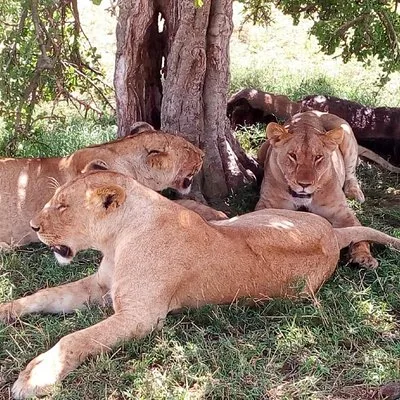 Maasai mara safaris tours and travel