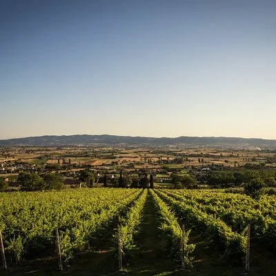 Tili Vini Societa Agricola