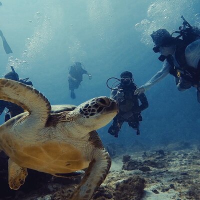 Private Dive + videographer/Photographer (Certified divers only)