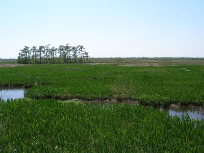 Airboat Ride in New Orleans Wetlands with Transportation from New Orleans