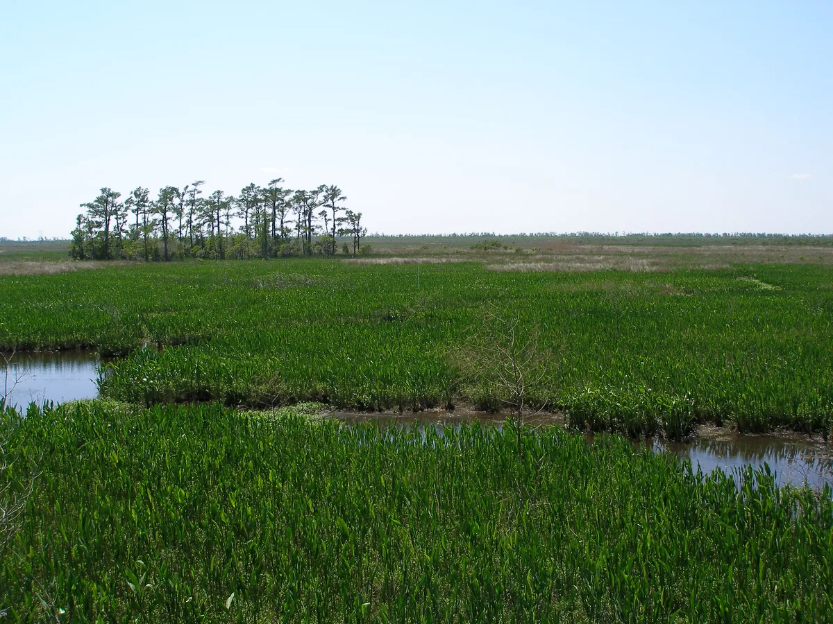 Airboat Ride in New Orleans Wetlands with Transportation from New Orleans