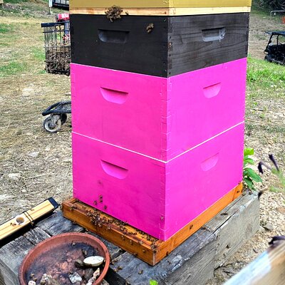 Promise Land Bee Farm Private Tour in Charleston