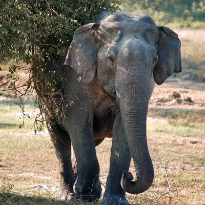 Lunugamvehera National Park Private Safari