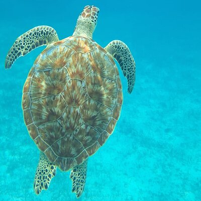 Caye Caulker Marine Reserve 3 Stops Snorkeling Adventure