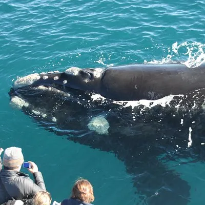 Augusta Whale Watching Eco Tour
