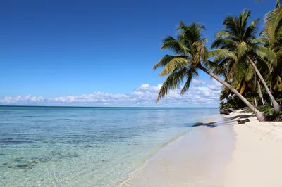 Saona Island Full-Day Small Group Tour with Breakfast, Lunch, Snorkeling, and Open Bar