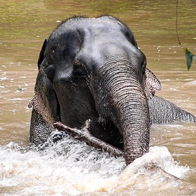 Phuket Elephant Sanctuary