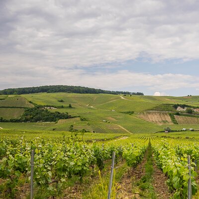 Champagne experience with a vintage van from Epernay - 3 hours
