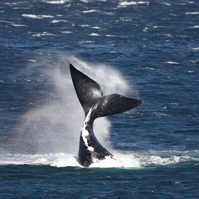 Hermanus Land based Whale Tour with Dave de Beer