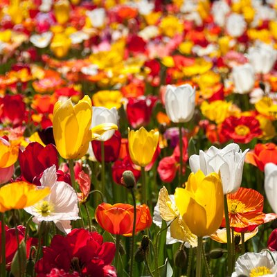 Canberra Guided Tours