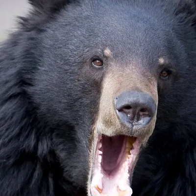 Bears, Totem Poles and Local Beer Alaskan Combo Tour