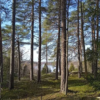 Helsinki: Restorative Forest Experience on Seurasaari Island