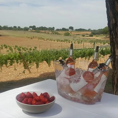 Guided tour glass in hand with wine tasting directly from the barrel
