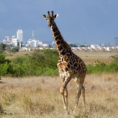 Exellent African Tours