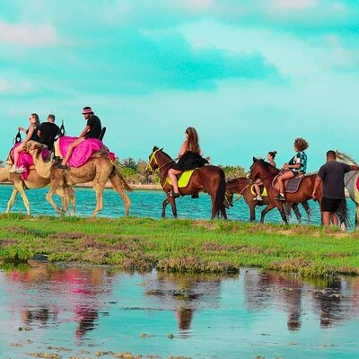 Explore Djerba by camel and horse