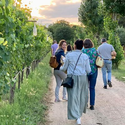 Wine Tasting and Guided Visit to the Vineyard and Cellar in S. Maria Imbaro