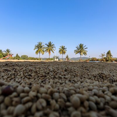 Classic Coorg Coffee Plantation experience