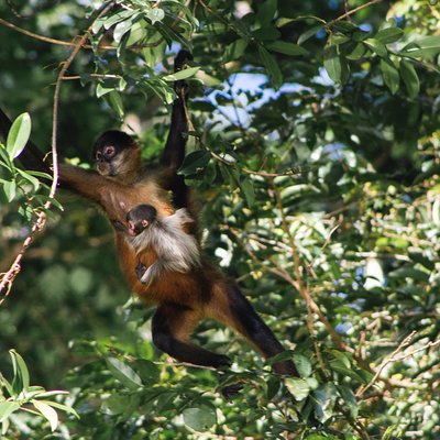 Tuanis Tour Tortuguero