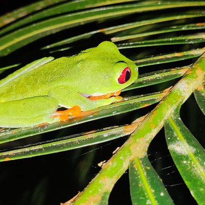 Caribe Auténtico