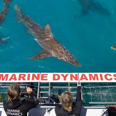 Marine Dynamics Shark Tours