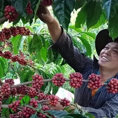 Coffee & Culture Experience _From Farm to Cup by Elon Farm