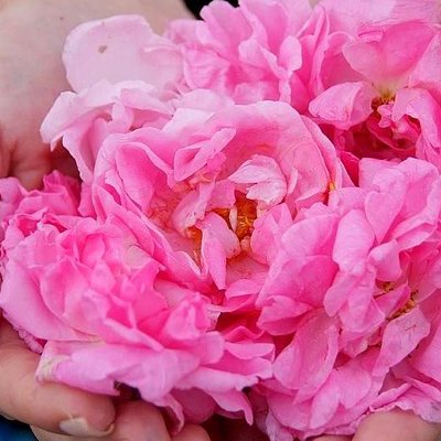 Picking Roses Workshop & Extracting Rose Oil in the Rose Valley