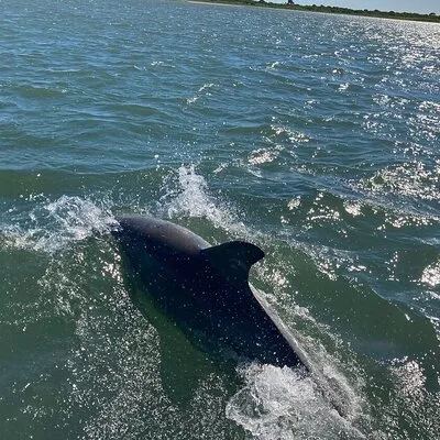 Blue Bimini