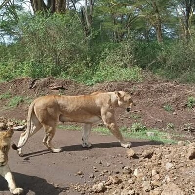 Homebase gardens safaris
