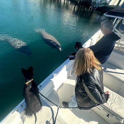 Manatee and Wildlife Boat Tour