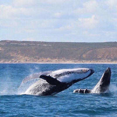 Kalbarri Whale Watching Tour