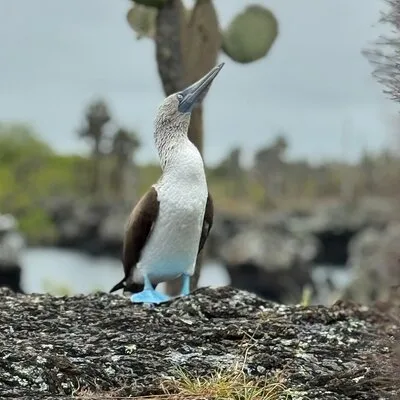 Snorkeling and Fauna Observation at Las Tintoreras Islet