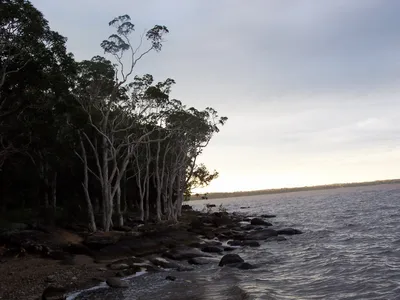 Noosa and Australia's Everglades Serenity Cruise on the Noosa River