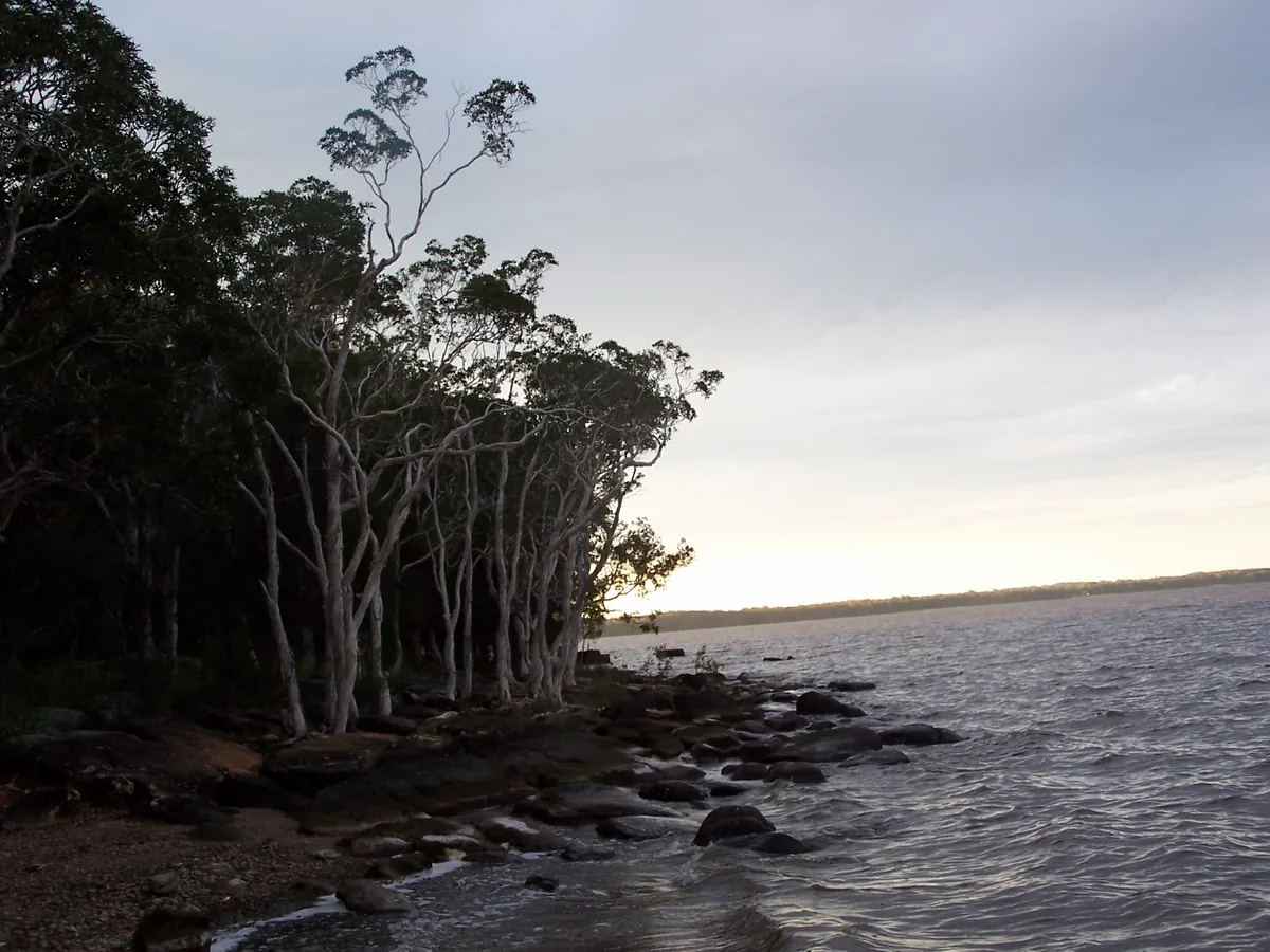 Noosa and Australia's Everglades Serenity Cruise on the Noosa River