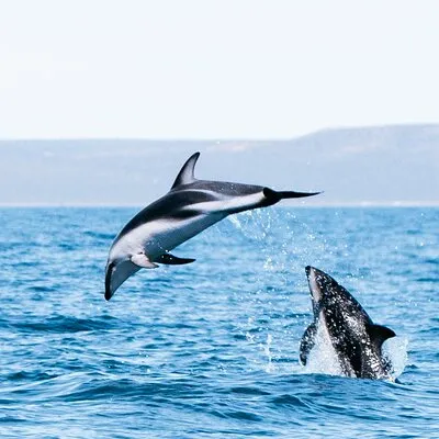 Nautical Adventure in Search of Dolphins