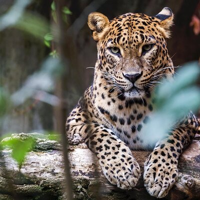 Classical Lanka Tours