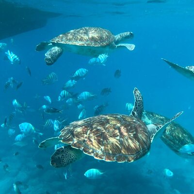 São Vicente: Private Snorkel Experience with Sea Turtle