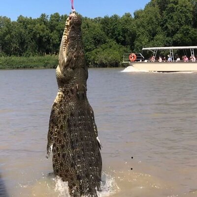 Darwin: Pathfinder Original Jumping Crocodile Cruise