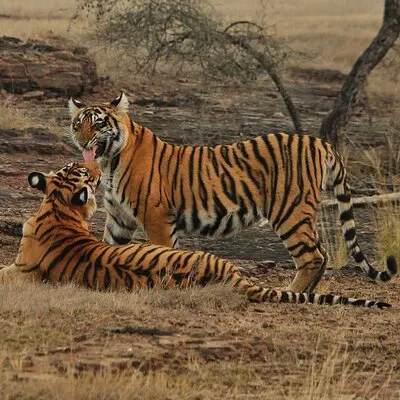 Ranthambore Jungle Safari