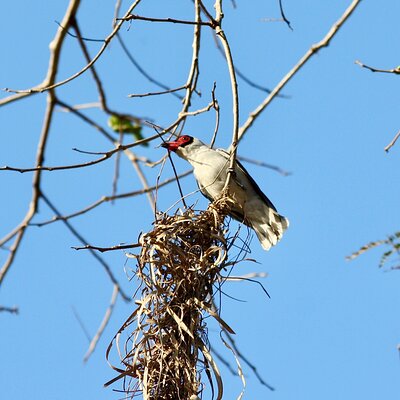 Birding for beginners