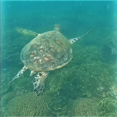 Magnetic Island Time Cruises