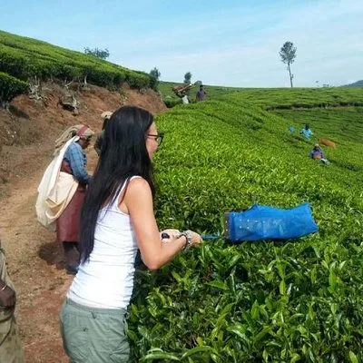 Tea planation walking In Munnar- (by Munnar Info)
