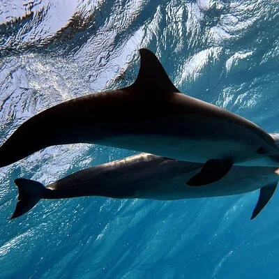 Scuba World Divers - Iberotel Costa Mares - Marsa ALam
