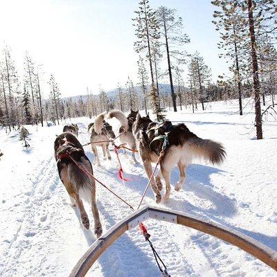 Lapland Husky Safari from Saariselkä