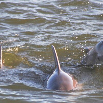 Cetacean Dolphin & Sailing Cruises