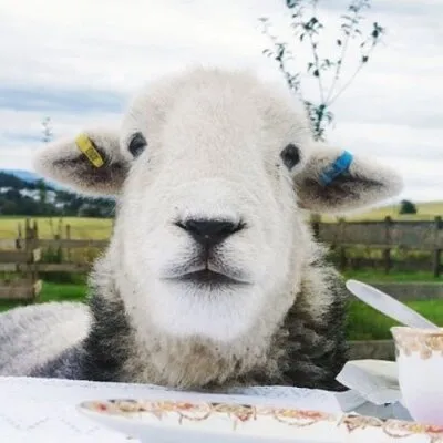Tea with Naughty Sheep