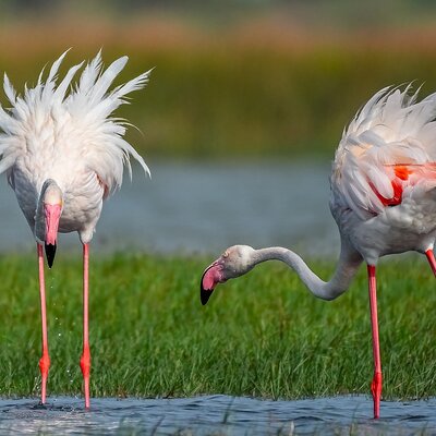 Yala Dreams Wild Safari Tours