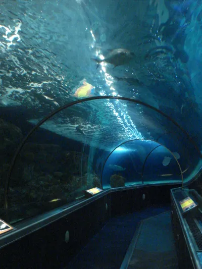 SEA LIFE Orlando Aquarium Admission Ticket at ICON Park